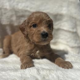 New York aka York - Red  male Goldendoodle puppy in Cleveland, Georgia from The O.G. Doodles