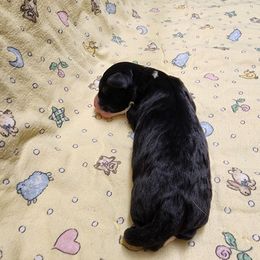 Bernedoodle and Goldendoodle Puppies from Doni Doodles