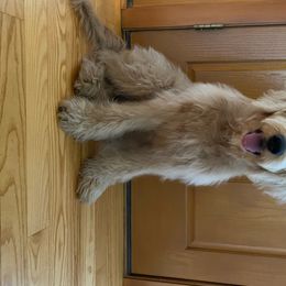 Goldendoodle Puppies from Dood Ranch Doodles