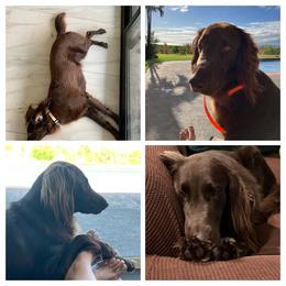 Flat-Coated Retriever All Grown Up from Kaia Golden Flat Coat