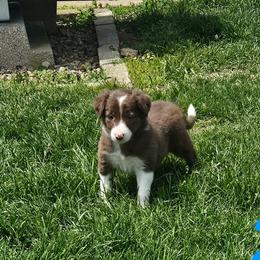 Girl 2 - Tri-color female Border Collie puppy in Wakeman, Ohio from Sandstone Ridge Kennels