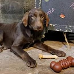 Labrador Retrievers from BS Schaefer Farms