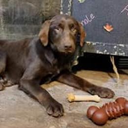 Labrador Retrievers from BS Schaefer Farms