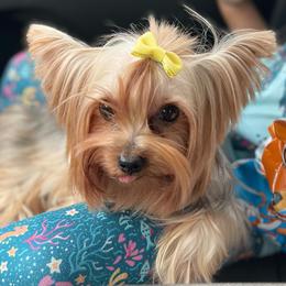 Poodles, Yorkipoos, and Yorkshire Terriers from Top Notch Pupz