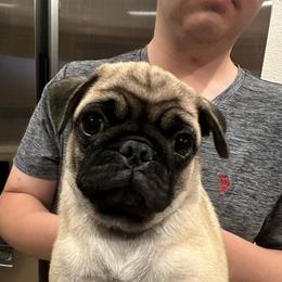 Gary - Fawn male Pug puppy in Hemet, California from Greek God Pugs