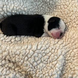 Boston Terrier Puppies from Rhonda Binkard