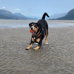Entlebucher Mountain Dog All Grown Up from Middle Fork Entlebuchers