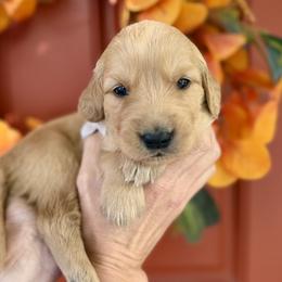 Grey male - Golden male Golden Retriever puppy in Sandy, Utah from North Star Goldens