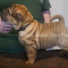 Jet - Fawn male Chinese Shar-Pei puppy in Columbus, Indiana from Royal Guard Shar Pei