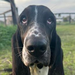 Basset Hounds from Sunflower Bassets