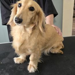 Percy - Dachshund