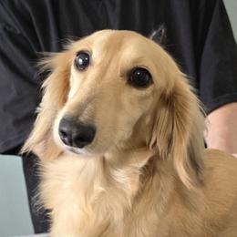 Percy - Dachshund
