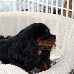 Meryl - Cavalier King Charles Spaniel