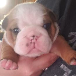 Bulldog and Shetland Sheepdog Puppies from Smooch-A-Bulls English Bulldogs & M&M Shelties