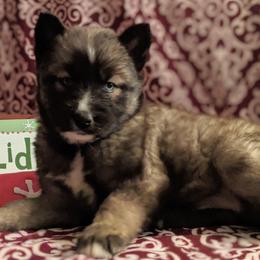 Siberian Huskies from Angels Husky World