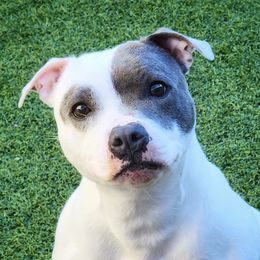 Zero - Staffordshire Bull Terrier