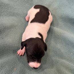 Little Boy 2 - White and seal male Italian Greyhound puppy in North Carolina from Celtic Sighthounds