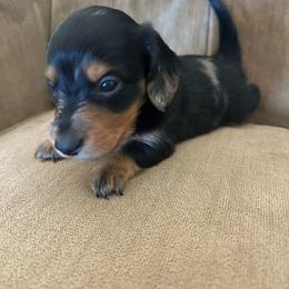 Sophie - Dapple female Dachshund puppy in Delta, Colorado from Wicburg’s Wieners