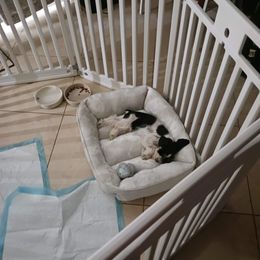 Miniature Schnauzer Puppies from Sabrina Ramirez
