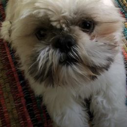 Miniature Schnauzer and Shih Tzu All Grown Up from Farmview Puppies