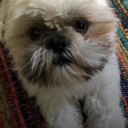 Miniature Schnauzer and Shih Tzu All Grown Up from Farmview Puppies