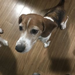 Ginger - Beagle