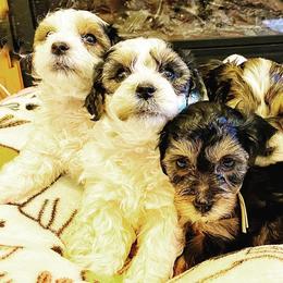 Poodles from The Pierre Company Llc