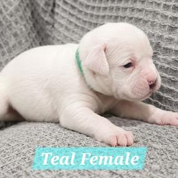 Girl 2 - White female Boxer puppy in Howey In The Hills, Florida from Bayla Belle & Blossom's Boxers