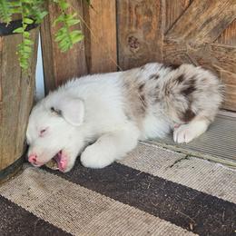 RIVER - Red merle male Australian Shepherd puppy in Silex, Missouri from Small Town Australian Shepherds