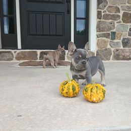 Linden - Blue female French Bulldog puppy in Denver, Pennsylvania from Heritage Lane French bulldogs
