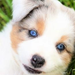 Australian Shepherds and Miniature Australian Shepherds from Beaver Dam Mini Aussies