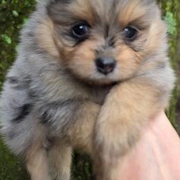 Smokett Sanoia pup 3 - Black and tan female Pomeranian puppy in Carrollton, Georgia from B AND R'S POMERANIAN'S