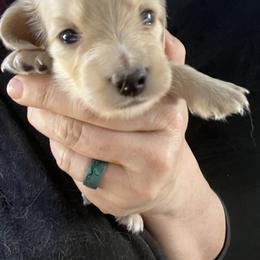 Branch - Cream male Dachshund puppy in Bigfork, Minnesota from Dachshunds Up North