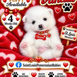 Vanessa - White female Pomeranian puppy in St. Louis, Missouri from Saint Louis Pomeranian babies