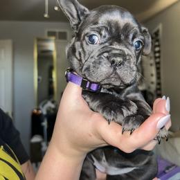 French Bulldog Puppies from Lewert’s puppies