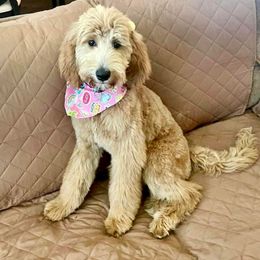 Aussiedoodle and Goldendoodle Puppies from Sweet Canaan Farm - Doodles