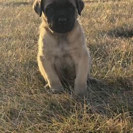 Rowdy - Fawn female Mastiff puppy in Friend, Nebraska from 4Arrows Mastiffs