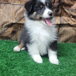 Nala - Black white and tan female Shetland Sheepdog puppy in Conway, Missouri from Brooks's little darlings