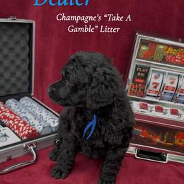 Dealer (Blue Collar Boy) - Black male Poodle puppy in Cambridge, Wisconsin from Champagne Poodles