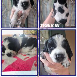 Tiger Woods - Black and white male English Springer Spaniel puppy in Saginaw, Michigan from Kemerer Springers