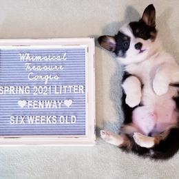 American Corgi and Pembroke Welsh Corgi Puppies from Whimsical Treasure Corgis