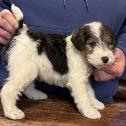 Girl 1 - White black and tan female Wire Fox Terrier puppy in Morgantown, Indiana from Birchhurst Kennels Indiana