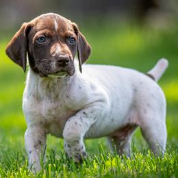 Nathan's Famous - White and liver male German Shorthaired Pointer puppy in Pasco, Washington from TJ’s High Country Kennel