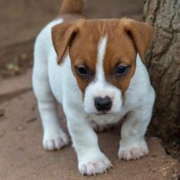 Jack Russell Terrier Puppies from 42 Jack Russell Terriers