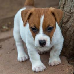 Jack Russell Terrier Puppies from 42 Jack Russell Terriers