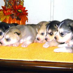 Siberian Husky Puppies from Siberian Songs
