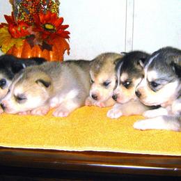 Siberian Husky Puppies from Siberian Songs