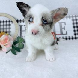 Bobble - Blue merle and white male Cardigan Welsh Corgi puppy in San Diego ,Ca, California from SoCal Native Corgis