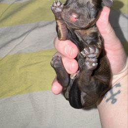 Cocoa - Chocolate and tan male Dachshund puppy in Hilliard, Florida from Wiggle Weens