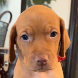 Mr. Red - Golden rust male Vizsla puppy in Agua Dulce, California from Waterfall Ranch Hungarian Vizslas